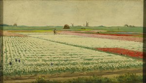 Pola tulipanów