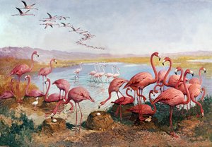 Różowe flamingi