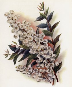 Andromeda Speciosa przeciwko Cassinefolia
