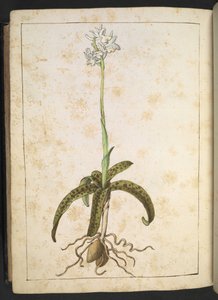 Roślina o białych płatkach, z "Obrazów flory stanów rzymskich" Gherardo Cibo, Add MS 22333, f173v, c.1564-84 (akwarela i gwasz na papierze) autorstwa Gherardo Cibo