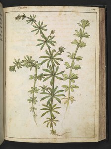 Roślina o zielonych liściach, z "Obrazów flory stanów rzymskich" Gherardo Cibo, Add MS 22333, f125r, c.1564-84 (akwarela i gwasz na papierze) autorstwa Gherardo Cibo