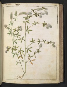 Roślina o białych kwiatach. , z „Obrazy Flory stanów rzymskich” Gherardo Cibo, Add MS 22333, f117r, c.1564-84 (akwarela i gwasz na papierze) autorstwa Gherardo Cibo