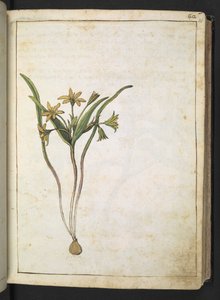 Roślina o żółtych kwiatach, z "Obrazów flory stanów rzymskich" Gherardo Cibo, Add MS 22333, f036r, c.1564-84 (akwarela i gwasz na papierze) autorstwa Gherardo Cibo