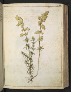 Roślina o żółtym ulistnieniu, z „Obrazów flory stanów rzymskich” Gherardo Cibo, Add MS 22333, f076r, c.1564-84 (akwarela i gwasz na papierze) autorstwa Gherardo Cibo