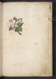 Dodaj MS 22333 f61r, Blossom, z „Obrazy flory państw rzymskich”, c.1564-84 (akwarela i gwasz na papierze) autorstwa Gherardo Cibo