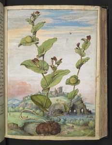 Aristolochia rotunda: Roślina owocująca, z „Obrazów flory państw rzymskich” autorstwa Gherardo Cibo, Add MS 22333, f078r, c.1564-84 (akwarela i gwasz na papierze) autorstwa Gherardo Cibo