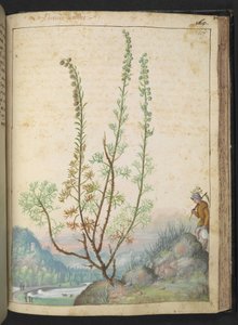 Artemisia abrotanum (southernwood), z „Obraz flory stanów rzymskich” Gherardo Cibo, Add MS 22333, f157r, c.1564-84 (akwarela i gwasz na papierze) autorstwa Gherardo Cibo