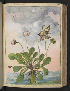 Bellis perennis, z „Obrazy flory stanów rzymskich” Gherardo Cibo, Add MS 22333, f067r, c.1564-84 (akwarela i gwasz na papierze) autorstwa Gherardo Cibo