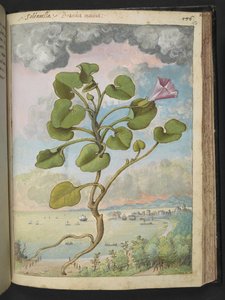 Calystegia soldanella, z "Obrazów flory państw rzymskich" Gherardo Cibo, Add MS 22333, f150r, c.1564-84 (akwarela i gwasz na papierze) autorstwa Gherardo Cibo