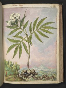 Cardamine heptaphylla, z „Obrazów flory stanów rzymskich” autorstwa Gherardo Cibo, Add MS 22333, f127r, c.1564-84 (akwarela i gwasz na papierze) autorstwa Gherardo Cibo