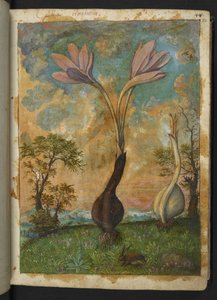 Colchicum autumnale, z "Obrazów flory stanów rzymskich" Gherardo Cibo, Add MS 22333, f022r, c.1564-84 (akwarela i gwasz na papierze) autorstwa Gherardo Cibo