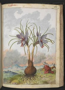 Crocus sativus (Saffron), z „Obrazów flory państw rzymskich” Gherardo Cibo, Add MS 22333, f160r, c.1564-84 (akwarela i gwasz na papierze) autorstwa Gherardo Cibo