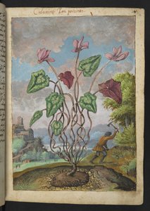 Cyclamen hederifolium, z "Obrazów flory państw rzymskich" Gherardo Cibo, Add MS 22333, f012r, c.1564-84 (akwarela i gwasz na papierze) autorstwa Gherardo Cibo