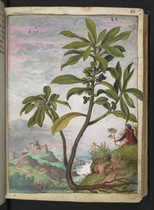 Daphne laureola, z „Obrazów flory stanów rzymskich” autorstwa Gherardo Cibo, Add MS 22333, f037r, c.1564-84 (akwarela i gwasz na papierze) autorstwa Gherardo Cibo
