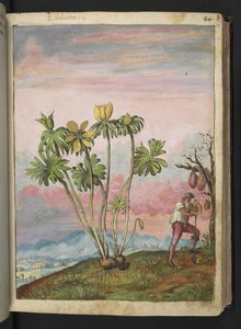 Eranthis hyemalis, z „Obrazów flory stanów rzymskich” Gherardo Cibo, Add MS 22333, f038r, c.1564-84 (akwarela i gwasz na papierze) autorstwa Gherardo Cibo