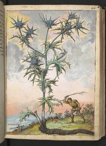 Eryngium maritimum, z „Obrazów flory stanów rzymskich” Gherardo Cibo, Add MS 22333, f047r, c.1564-84 (akwarela i gwasz na papierze) autorstwa Gherardo Cibo