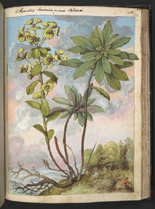 Euphorbia amygdaloides lub Euphorbia characias, z "Obrazów flory stanów rzymskich" Gherardo Cibo, Add MS 22333, f154r, c.1564-84 (akwarela i gwasz na papierze) autorstwa Gherardo Cibo