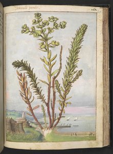Euphorbia paralias, z „Obrazów flory stanów rzymskich” autorstwa Gherardo Cibo, Add MS 22333, f155r, c.1564-84 (akwarela i gwasz na papierze) autorstwa Gherardo Cibo