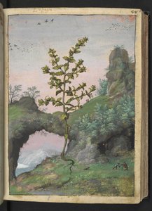 Euphrasia officinalis, z „Obrazów flory państw rzymskich” Gherardo Cibo, Add MS 22333, f041r, c.1564-84 (akwarela i gwasz na papierze) autorstwa Gherardo Cibo