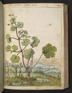 Geranium rotundifolium: Roślina o różowych kwiatach. , z „Obrazy flory stanów rzymskich” Gherardo Cibo, Add MS 22333, f098r, c.1564-84 (akwarela i gwasz na papierze) autorstwa Gherardo Cibo