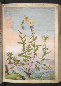 Helianthemum nummularium, z „Obrazów flory państw rzymskich” Gherardo Cibo, Add MS 22333, f055r, c.1564-84 (akwarela i gwasz na papierze) autorstwa Gherardo Cibo