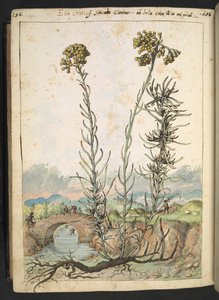Helichrysum italicum: roślina z żółtymi pąkami, z „Obrazów flory państw rzymskich” autorstwa Gherardo Cibo, Add MS 22333, f176v, c.1564-84 (akwarela i gwasz na papierze)