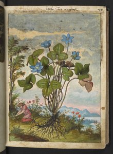 Hepatica nobilis: roślina o niebieskich płatkach i osoba kopiąca lub mówiąca sadzonki, z „Obrazów flory państw rzymskich” Gherardo Cibo, Add MS 22333, f032r, c.1564-84 (akwarela i gwasz na papierze) autorstwa Gherardo Cibo