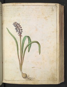 Hyacinthus, z „Obrazów flory stanów rzymskich” Gherardo Cibo, Add MS 22333, f060r, c.1564-84 (akwarela i gwasz na papierze) autorstwa Gherardo Cibo