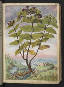 Hypericum hircinum, z "Obrazów flory państw rzymskich" Gherardo Cibo, Add MS 22333, f034r, c.1564-84 (akwarela i gwasz na papierze) autorstwa Gherardo Cibo