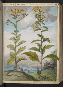 Jacobaeae vulgaris et Senecio ovatu, z „Obrazów flory państw rzymskich” Gherardo Cibo, Add MS 22333, f046r, c.1564-84 (akwarela i gwasz na papierze) autorstwa Gherardo Cibo