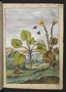 Ligularia tussilaginea (Leopard roślina), z "Obrazów flory państw rzymskich" Gherardo Cibo, Add MS 22333, f011r, c.1564-84 (akwarela i gwasz na papierze) autorstwa Gherardo Cibo