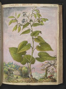 Lunaria redivivia, z „Obrazów flory stanów rzymskich” autorstwa Gherardo Cibo, Add MS 22333, f124r, c.1564-84 (akwarela i gwasz na papierze) autorstwa Gherardo Cibo
