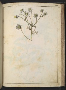 Matricaria chamomilla (Rumianek), z „Obrazów Flory Państw Rzymskich” Gherardo Cibo, Add MS 22333, f163r, c.1564-84 (akwarela i gwasz na papierze) autorstwa Gherardo Cibo