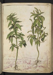 Mercurialis annua, z „Obrazów flory stanów rzymskich” Gherardo Cibo, Add MS 22333, f056r, c.1564-84 (akwarela i gwasz na papierze) autorstwa Gherardo Cibo