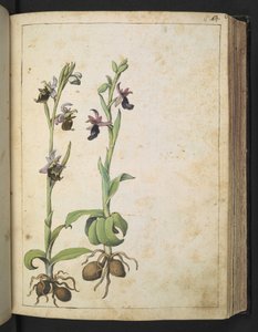 Orchis: Roślina o białych i różowych kwiatach, z „Obrazów flory stanów rzymskich” Gherardo Cibo, Add MS 22333, f066r, c.1564-84 (akwarela i gwasz na papierze) autorstwa Gherardo Cibo