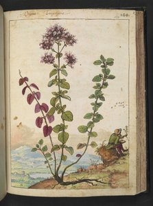Origanum vulgare, z "Obrazów flory stanów rzymskich" Gherardo Cibo, Add MS 22333, f130r, c.1564-84 (akwarela i gwasz na papierze) autorstwa Gherardo Cibo