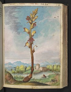 Orobanche gracilis, z "Obrazów flory stanów rzymskich" Gherardo Cibo, Add MS 22333, f070r, c.1564-84 (akwarela i gwasz na papierze) autorstwa Gherardo Cibo