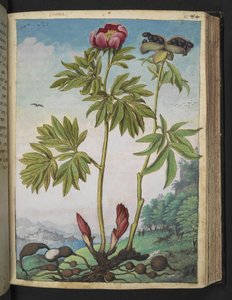 Paeonia officinalis, z „Obrazów flory stanów rzymskich” Gherardo Cibo, Add MS 22333, f085r, c.1564-84 (akwarela i gwasz na papierze) autorstwa Gherardo Cibo