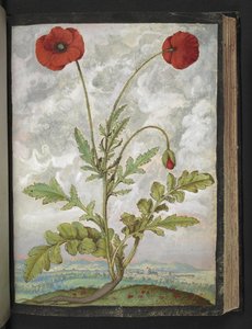 Papaver rhoeas (Maki), z „Obrazy flory stanów rzymskich” Gherardo Cibo, Add MS 22333, f107r, c.1564-84 (akwarela i gwasz na papierze) autorstwa Gherardo Cibo
