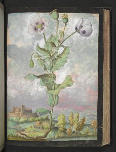 Papaver somniferum: Roślina o białych płatkach, z „Obrazów flory państw rzymskich” Gherardo Cibo, Add MS 22333, f108r, c.1564-84 (akwarela i gwasz na papierze) autorstwa Gherardo Cibo