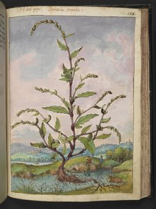 Persicaria hydropiper, z "Obrazów flory stanów rzymskich" Gherardo Cibo, Add MS 22333, f152r, c.1564-84 (akwarela i gwasz na papierze) autorstwa Gherardo Cibo