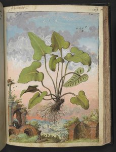 Phyllitis hemionitis, z „Obrazów flory stanów rzymskich” Gherardo Cibo, Add MS 22333, f143r, c.1564-84 (akwarela i gwasz na papierze) autorstwa Gherardo Cibo