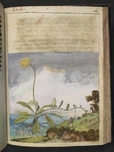 Pilosella officinarum, z "Obrazów flory stanów rzymskich" Gherardo Cibo, Add MS 22333, f138r, c.1564-84 (akwarela i gwasz na papierze) autorstwa Gherardo Cibo