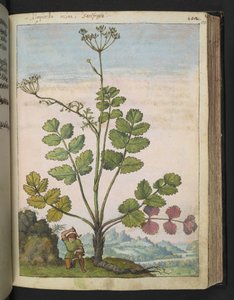 Pimpinella major, z „Obrazów flory stanów rzymskich” Gherardo Cibo, Add MS 22333, f100r, c.1564-84 (akwarela i gwasz na papierze) autorstwa Gherardo Cibo