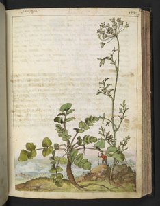 Pimpinella saxifraga, z „Obrazów flory państw rzymskich” Gherardo Cibo, Add MS 22333, f101r, c.1564-84 (akwarela i gwasz na papierze) autorstwa Gherardo Cibo