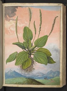 Plantago major, z „Obrazów flory stanów rzymskich” Gherardo Cibo, Add MS 22333, f049r, c.1564-84 (akwarela i gwasz na papierze)