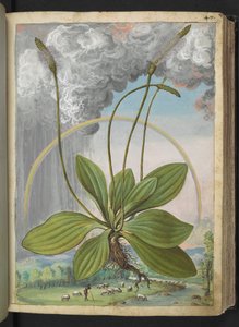 Plantago media, z „Obrazy flory stanów rzymskich” Gherardo Cibo, Add MS 22333, f050r, c.1564-84 (akwarela i gwasz na papierze) autorstwa Gherardo Cibo