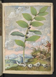 Polygonatum odoratum: Roślina. Człowiek z kilofem, z „Obraz flory stanów rzymskich” Gherardo Cibo, Add MS 22333, f025r, c.1564-84 (akwarela i gwasz na papierze)