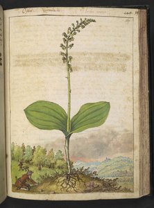 Ewentualnie Ophrys apifera (storczyk pszczeli), z „Obrazy flory stanów rzymskich” Gherardo Cibo, Add MS 22333, f139r, c.1564-84 (akwarela i gwasz na papierze)