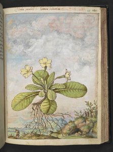 Primula vulgaris, z "Obrazów flory stanów rzymskich" Gherardo Cibo, Add MS 22333, f128r, c.1564-84 (akwarela i gwasz na papierze) autorstwa Gherardo Cibo